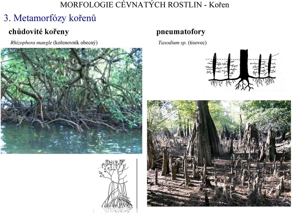 kořeny pneumatofory Rhizophora mangle