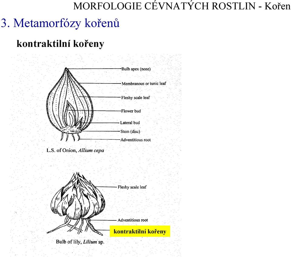 MORFOLOGIE CÉVNATÝCH