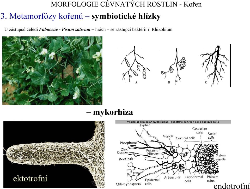 Pisum sativum hrách se zástupci