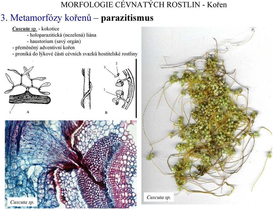 haustorium (savý orgán) -přeměněný adventivní kořen -