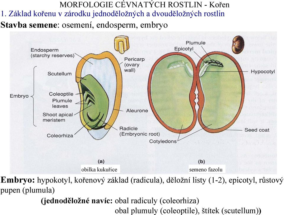 kořenový základ (radicula), děložní listy (1-2), epicotyl, růstový pupen (plumula)