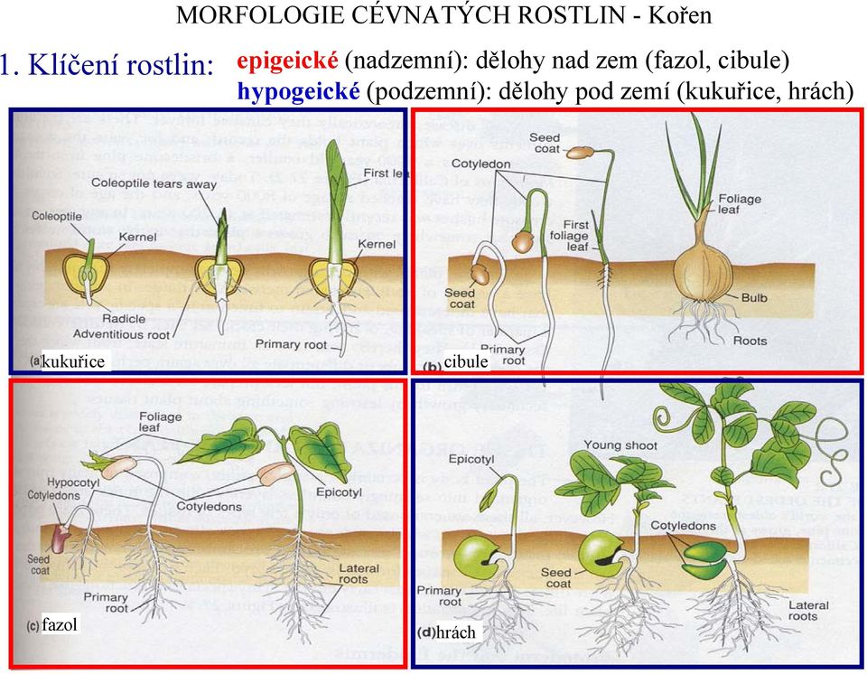 cibule) hypogeické (podzemní): dělohy