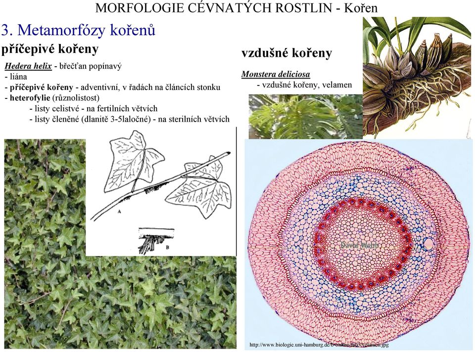 celistvé - na fertilních větvích - listy členěné (dlanitě 3-5laločné) - na sterilních větvích vzdušné