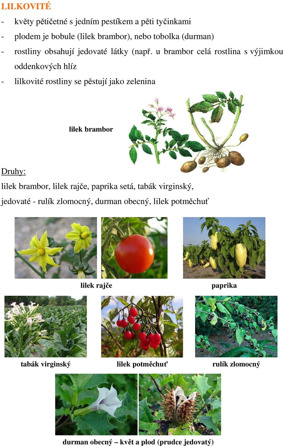 u brambor celá rostlina s výjimkou oddenkových hlíz - lilkovité rostliny se pěstují jako zelenina lilek brambor Druhy: lilek