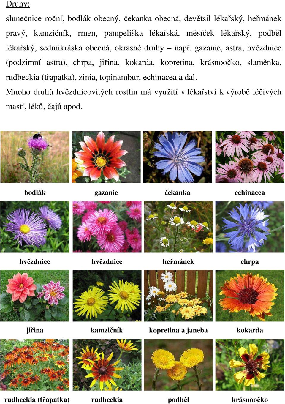 gazanie, astra, hvězdnice (podzimní astra), chrpa, jiřina, kokarda, kopretina, krásnoočko, slaměnka, rudbeckia (třapatka), zinia, topinambur, echinacea a