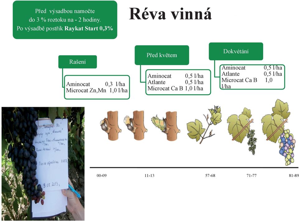 Microcat Zn,Mn 1,0 l/ha Před květem Aminocat 0,5 l/ha Atlante 0,5 l/ha