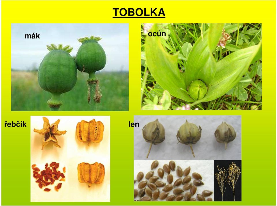 řebčík