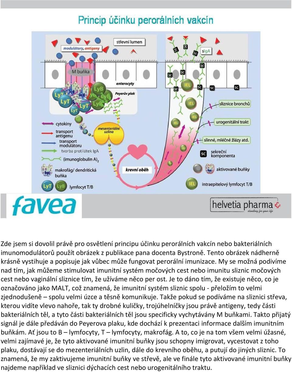 My se možná podivíme nad tím, jak můžeme stimulovat imunitní systém močových cest nebo imunitu sliznic močových cest nebo vaginální sliznice tím, že užíváme něco per ost.