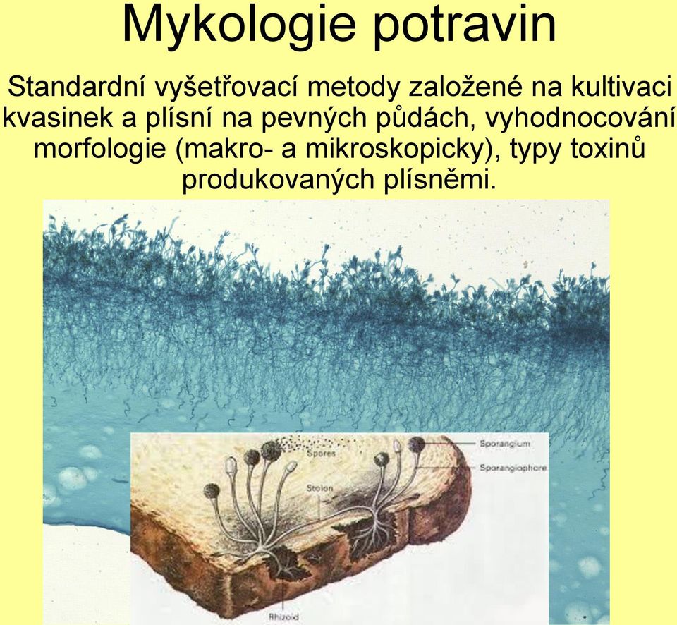 pevných půdách, vyhodnocování morfologie (makro-