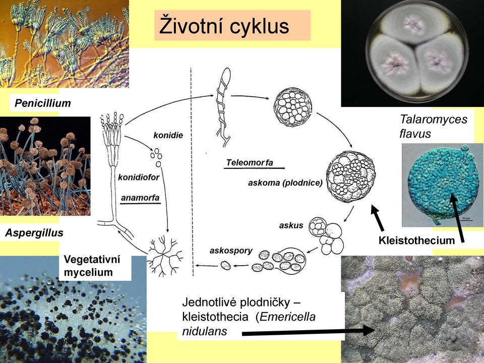 Vegetativní mycelium Kleistothecium