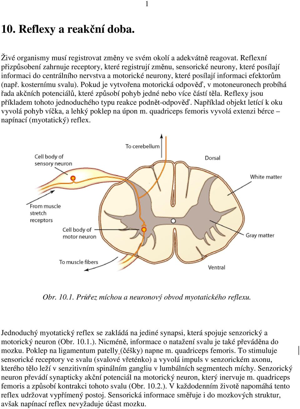 kosternímu svalu). Pokud je vytvořena motorická odpověď, v motoneuronech probíhá řada akčních potenciálů, které způsobí pohyb jedné nebo více částí těla.
