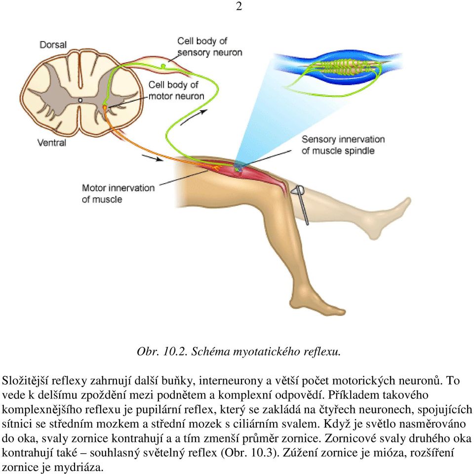 Příkladem takového komplexnějšího reflexu je pupilární reflex, který se zakládá na čtyřech neuronech, spojujících sítnici se středním mozkem a