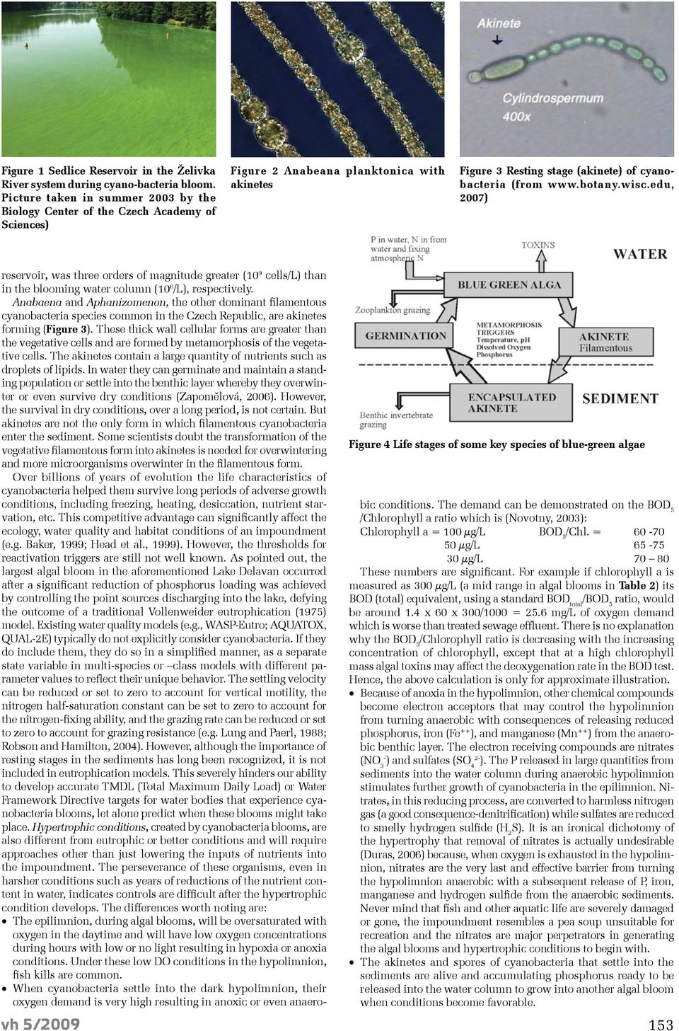 wisc.edu, 2007) vh 5/2009 Figure 4 Life stages of some key species of blue-green algae reservoir, was three orders of magnitude greater (10 9 cells/l) than in the blooming water column (10 6 /L),