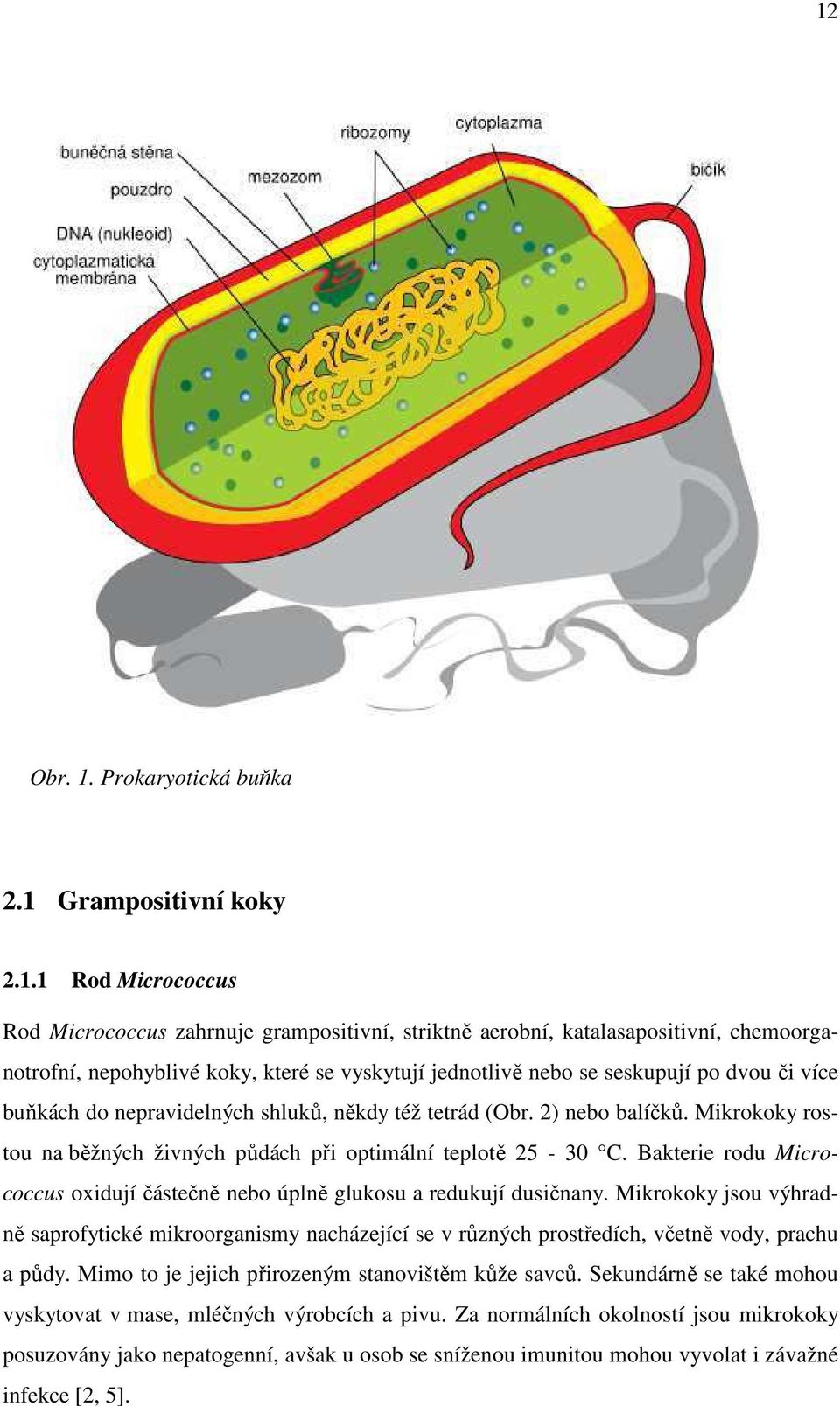 Mikrokoky rostou na běžných živných půdách při optimální teplotě 25-30 C. Bakterie rodu Micrococcus oxidují částečně nebo úplně glukosu a redukují dusičnany.