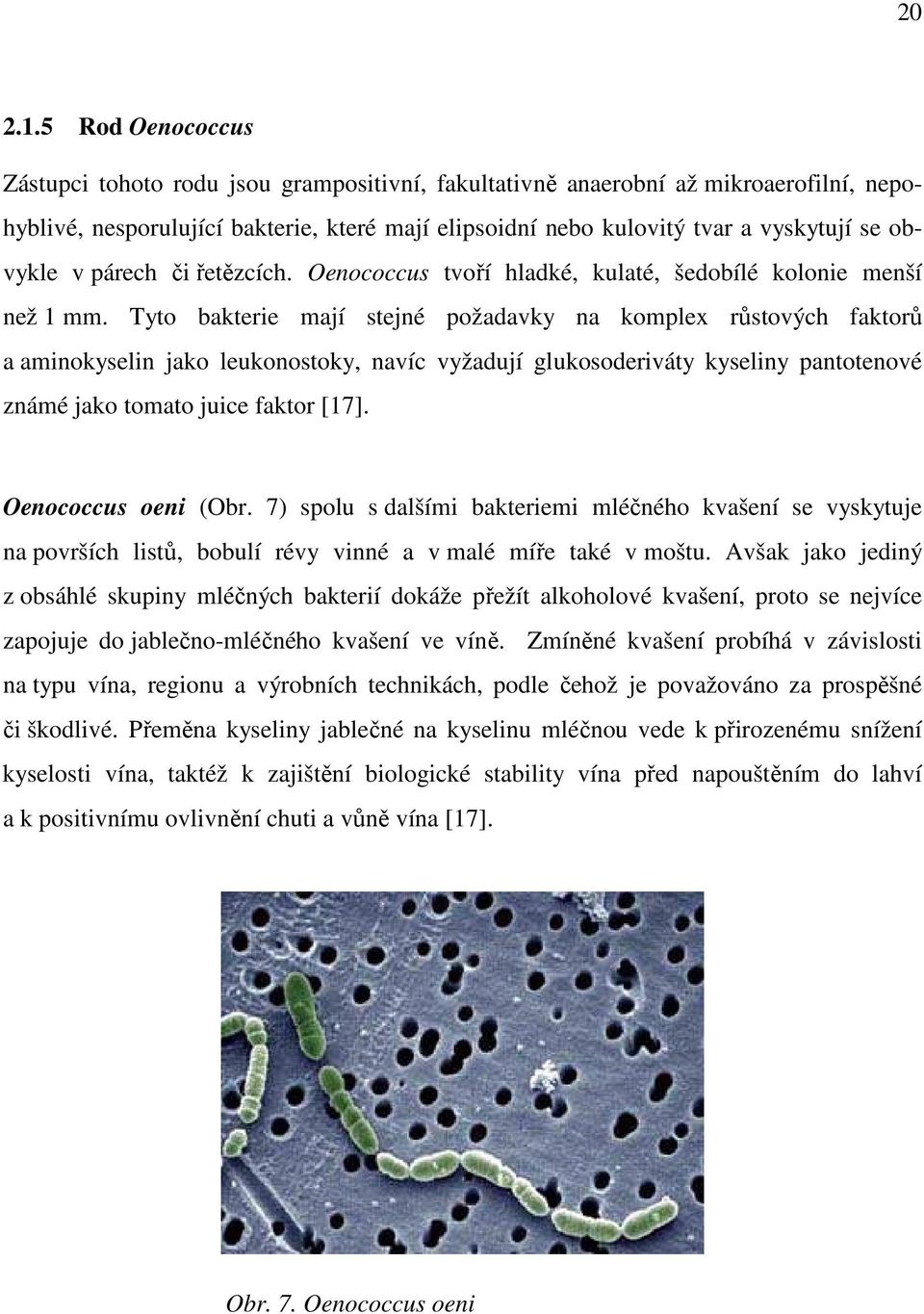 obvykle v párech či řetězcích. Oenococcus tvoří hladké, kulaté, šedobílé kolonie menší než 1 mm.