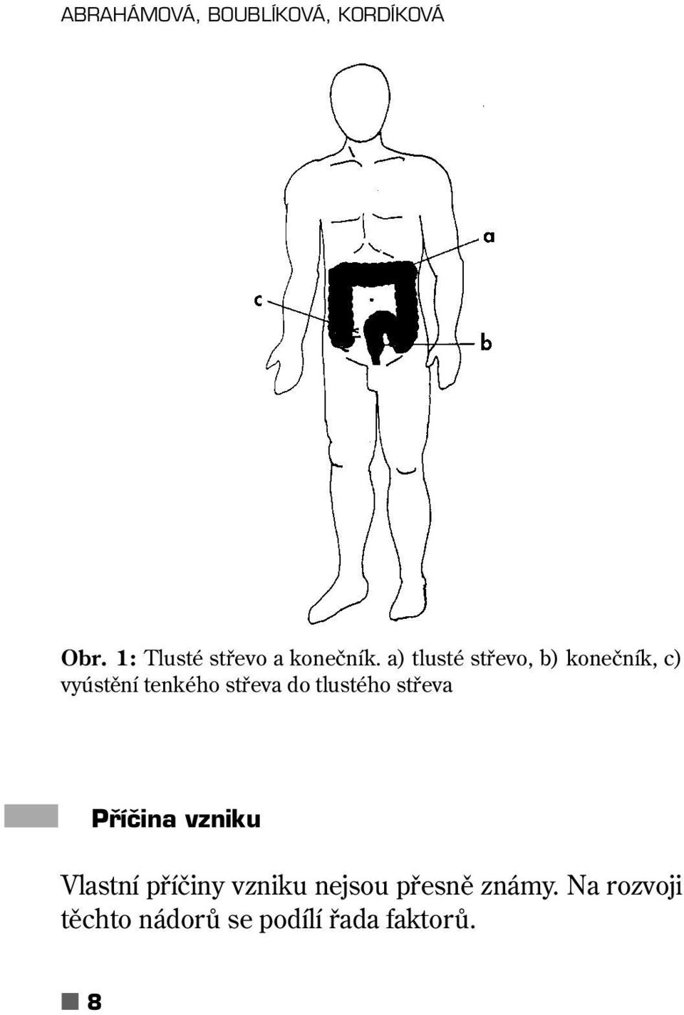 a) tlusté střevo, b) konečník, c) vyústění tenkého střeva do