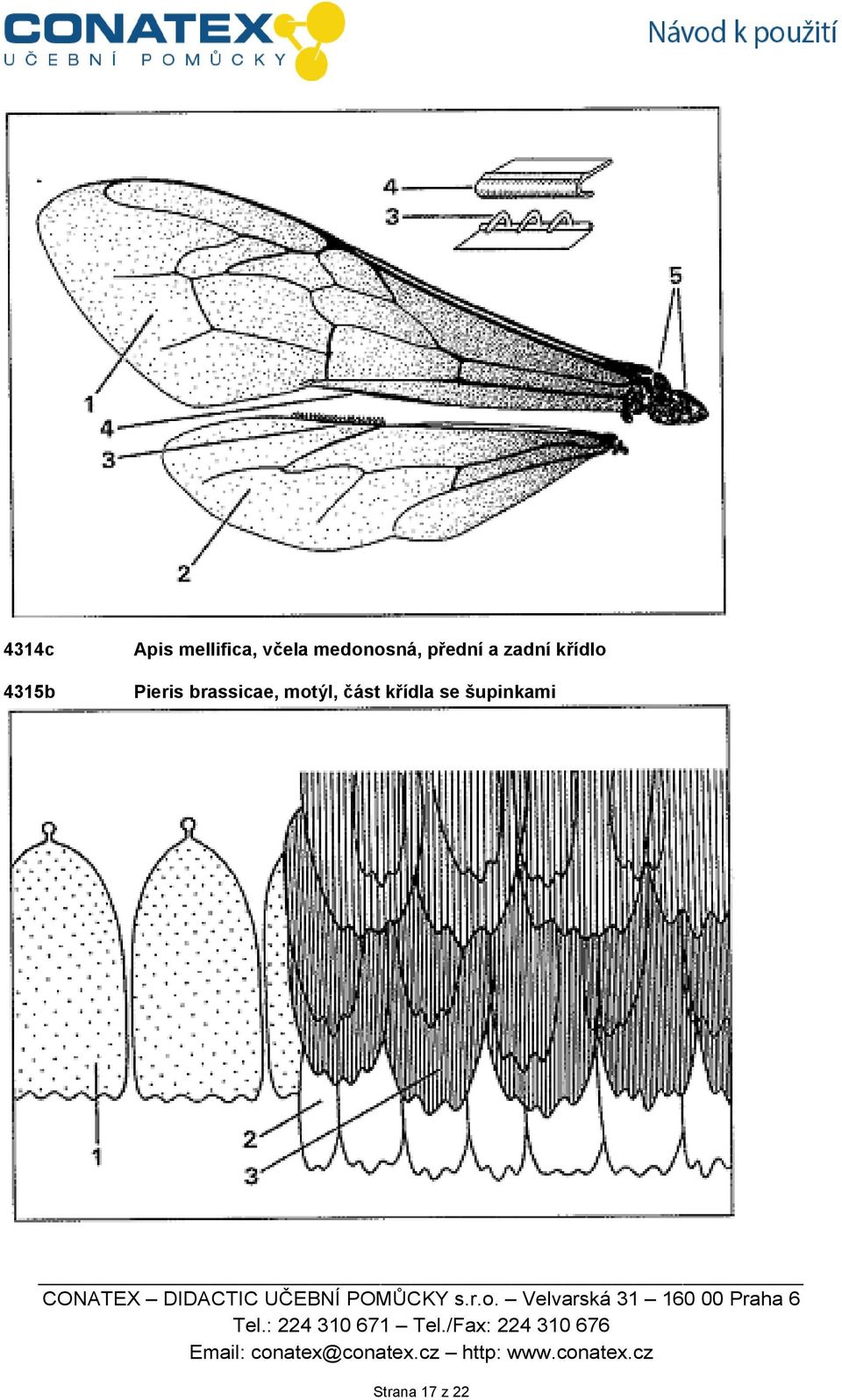 křídlo Pieris brassicae, motýl,