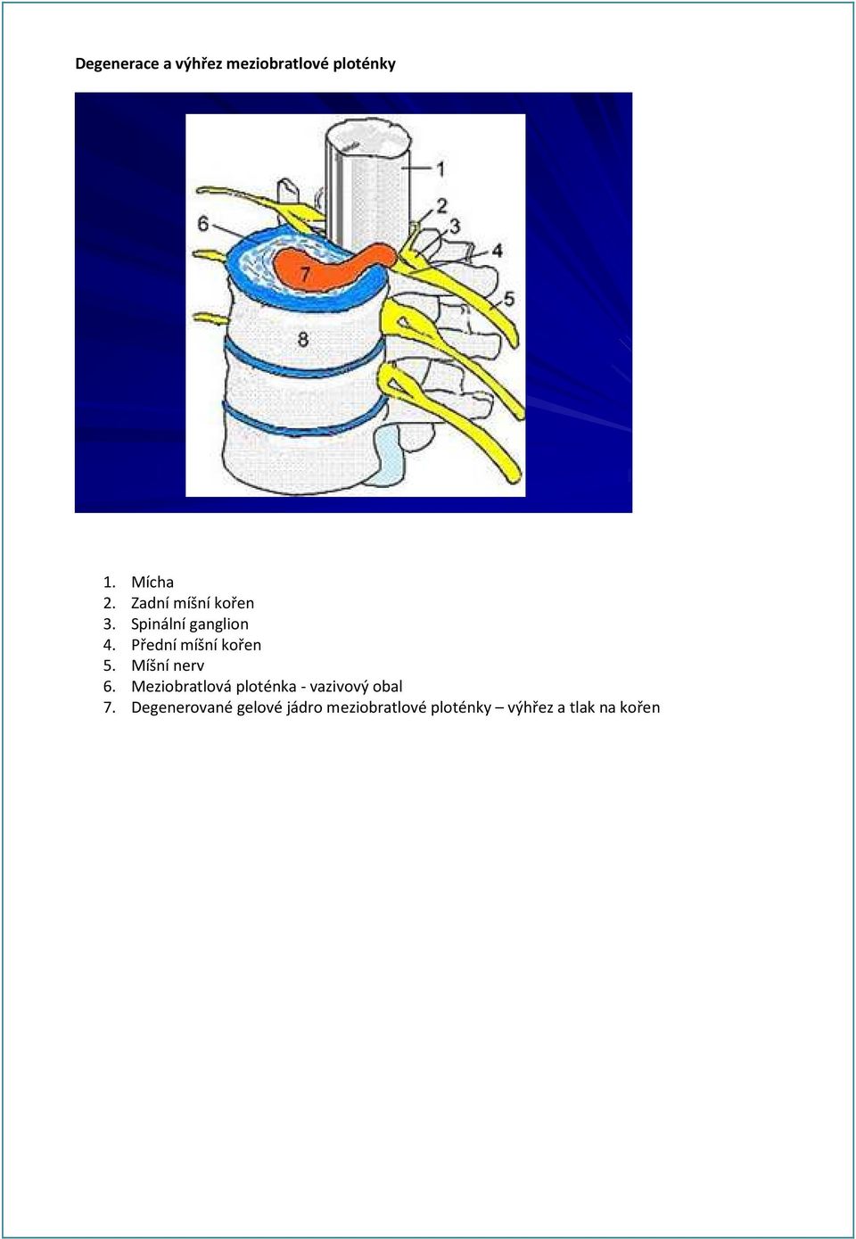 Přední míšní kořen 5. Míšní nerv 6.