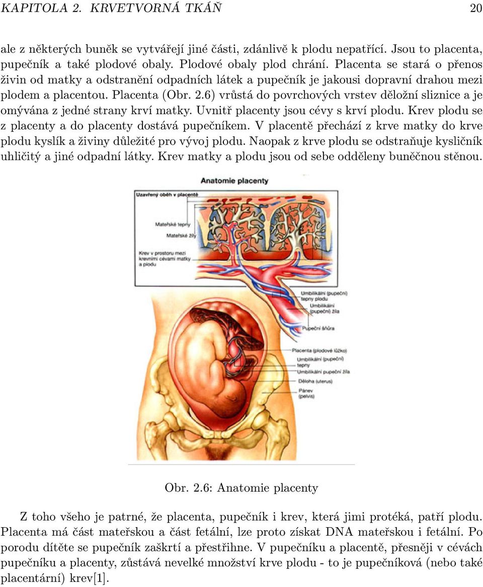 6) vrůstá do povrchových vrstev děložní sliznice a je omývána z jedné strany krví matky. Uvnitř placenty jsou cévy s krví plodu. Krev plodu se z placenty a do placenty dostává pupečníkem.
