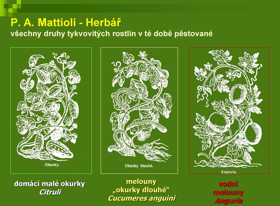 domácí malé okurky Citruli melouny okurky