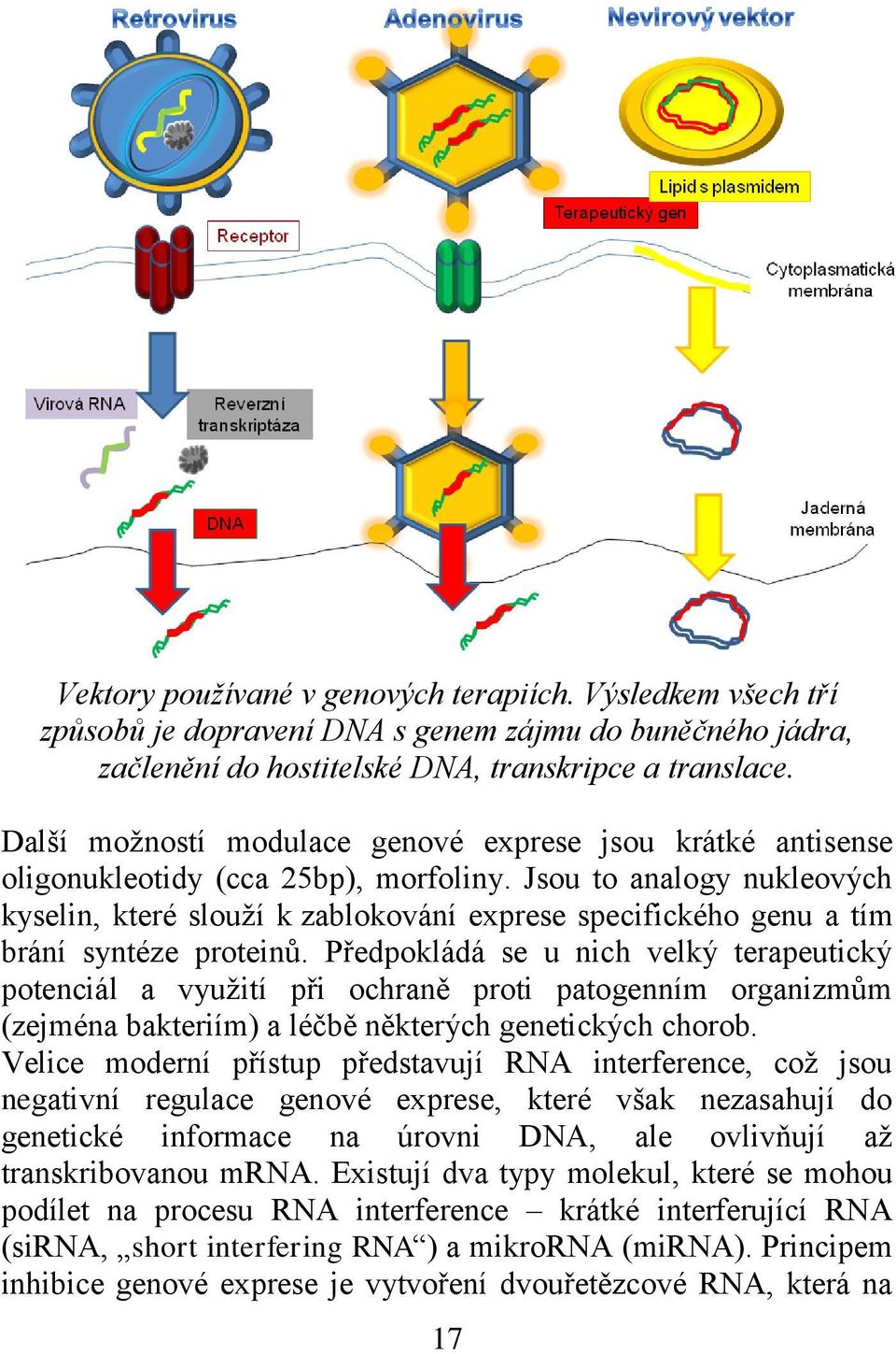 Jsou to analogy nukleových kyselin, které slouží k zablokování exprese specifického genu a tím brání syntéze proteinů.