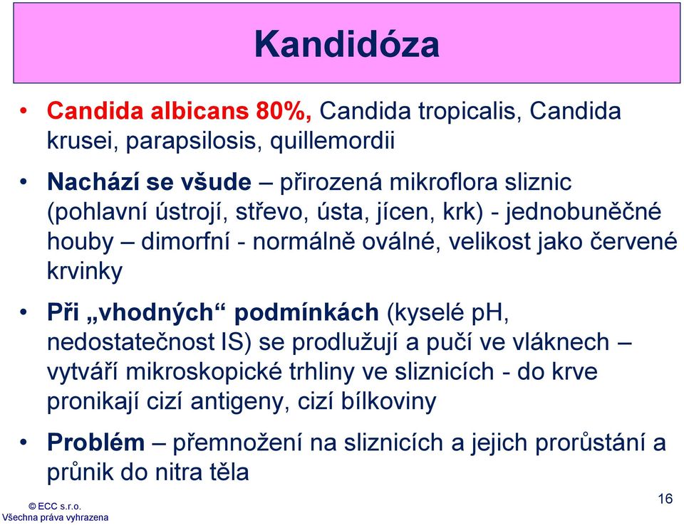 červené krvinky Při vhodných podmínkách (kyselé ph, nedostatečnost IS) se prodlužují a pučí ve vláknech vytváří mikroskopické