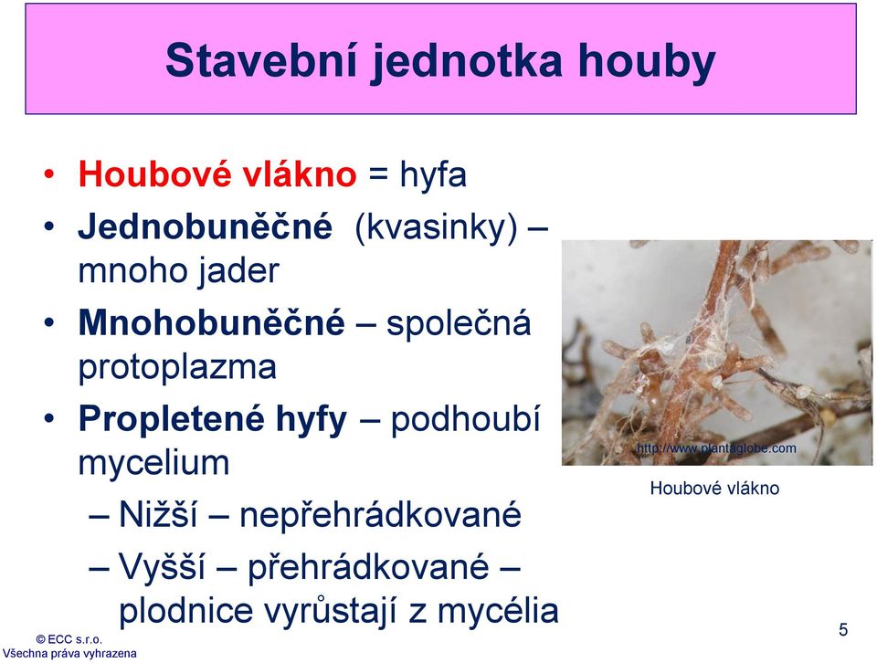 Propletené hyfy podhoubí mycelium Nižší nepřehrádkované