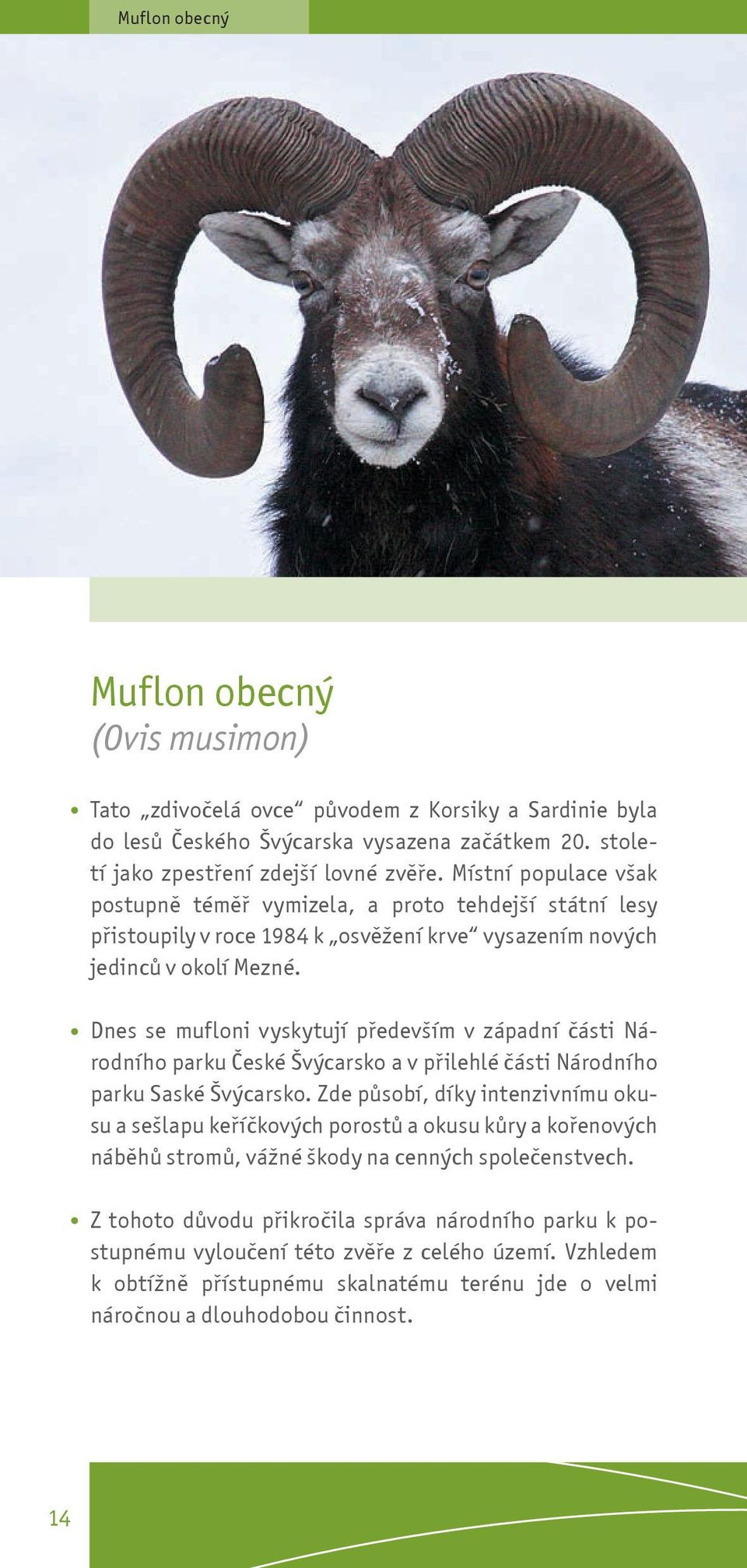 Dnes se mufloni vyskytují pøedevším v západní èásti Národního parku Èeské Švýcarsko a v pøilehlé èásti Národního parku Saské Švýcarsko.