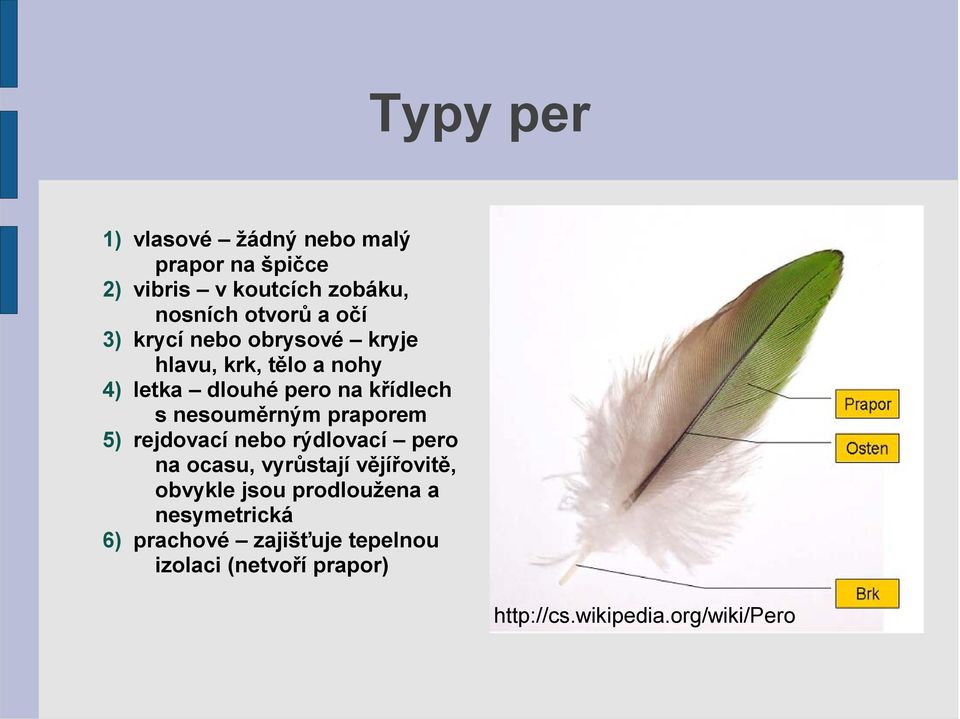 nesouměrným praporem 5) rejdovací nebo rýdlovací pero na ocasu, vyrůstají vějířovitě, obvykle jsou