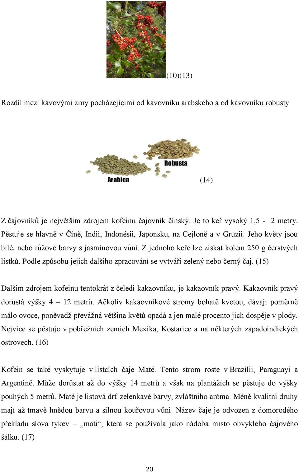 Podle způsobu jejich dalšího zpracování se vytváří zelený nebo černý čaj. (15) Dalším zdrojem kofeinu tentokrát z čeledi kakaovníku, je kakaovník pravý. Kakaovník pravý dorůstá výšky 4 12 metrů.