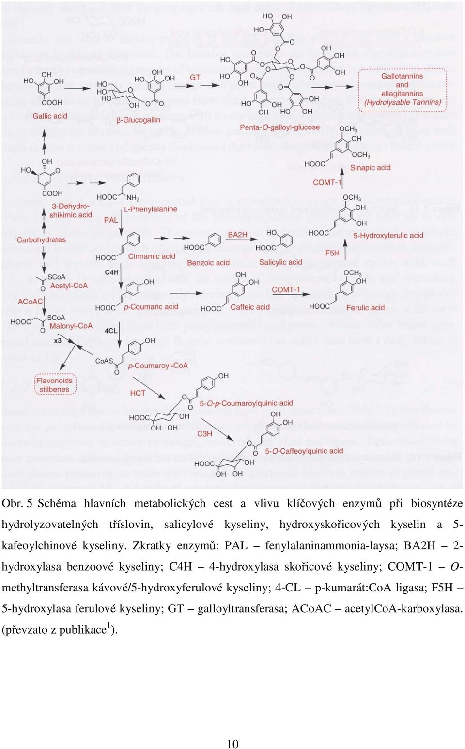 Zkratky enzymů: PAL fenylalaninammonia-laysa; BA2H 2- hydroxylasa benzoové kyseliny; C4H 4-hydroxylasa skořicové kyseliny; CMT-1
