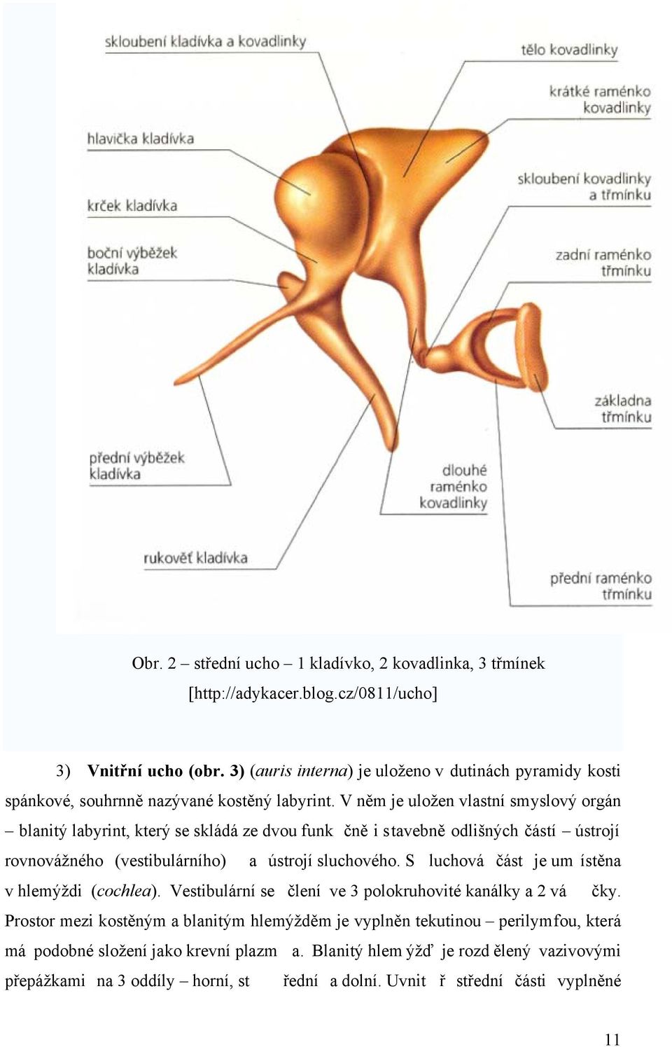 V něm je uložen vlastní smyslový orgán blanitý labyrint, který se skládá ze dvou funk čně i stavebně odlišných částí ústrojí rovnovážného (vestibulárního) a ústrojí sluchového.