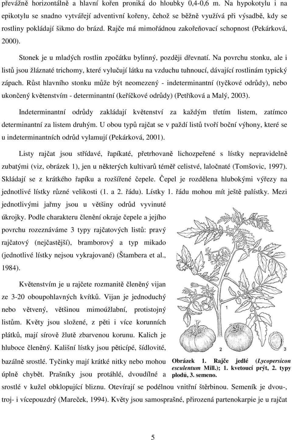 Rajče má mimořádnou zakořeňovací schopnost (Pekárková, 2000). Stonek je u mladých rostlin zpočátku bylinný, později dřevnatí.