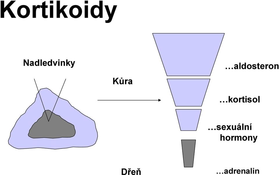 aldosteron kortisol