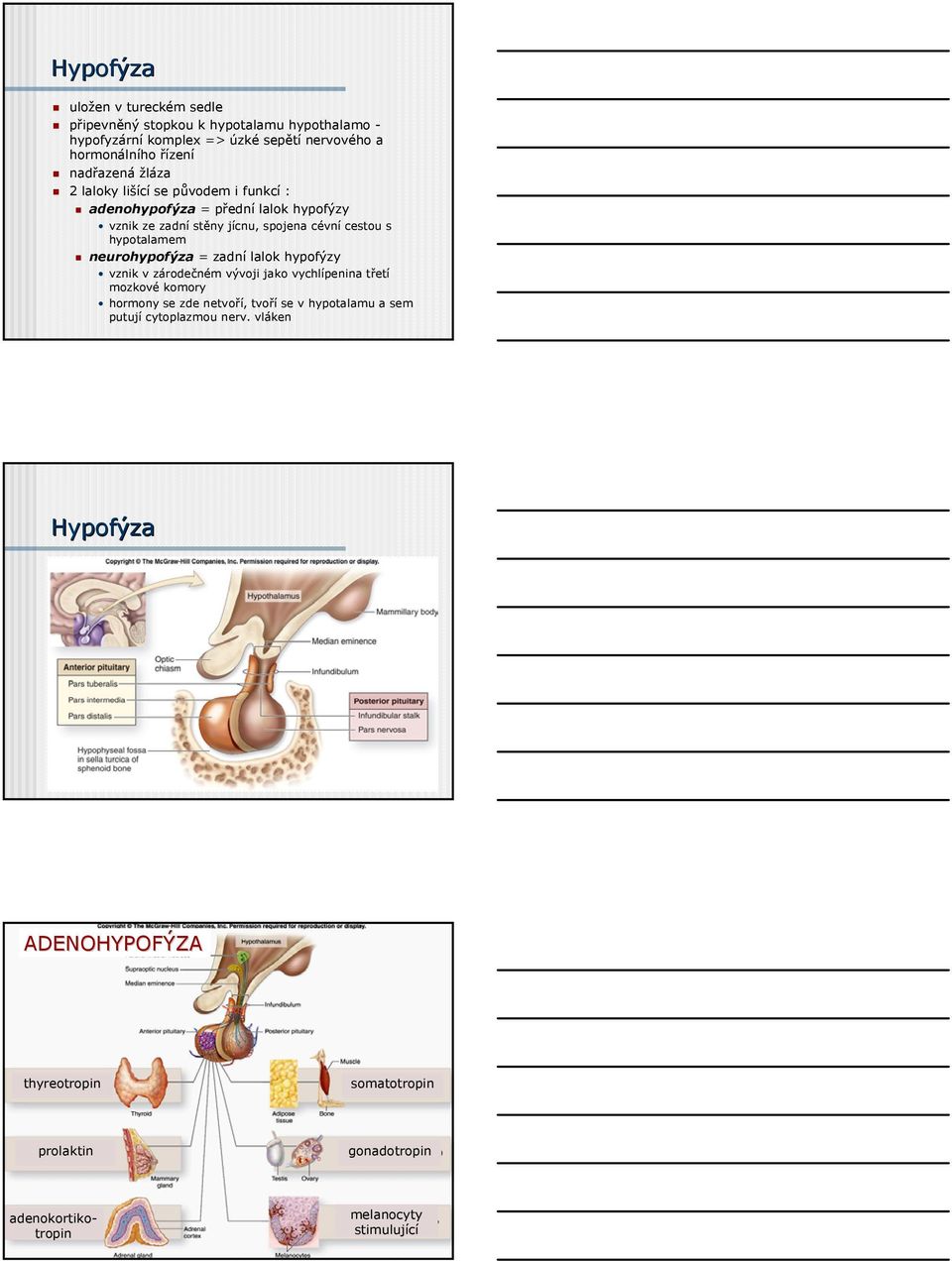 hypotalamem neurohypofýza = zadní lalok hypofýzy vznik v zárodečném vývoji jako vychlípenina třetí mozkové komory hormony se zde netvoří, tvoří se v