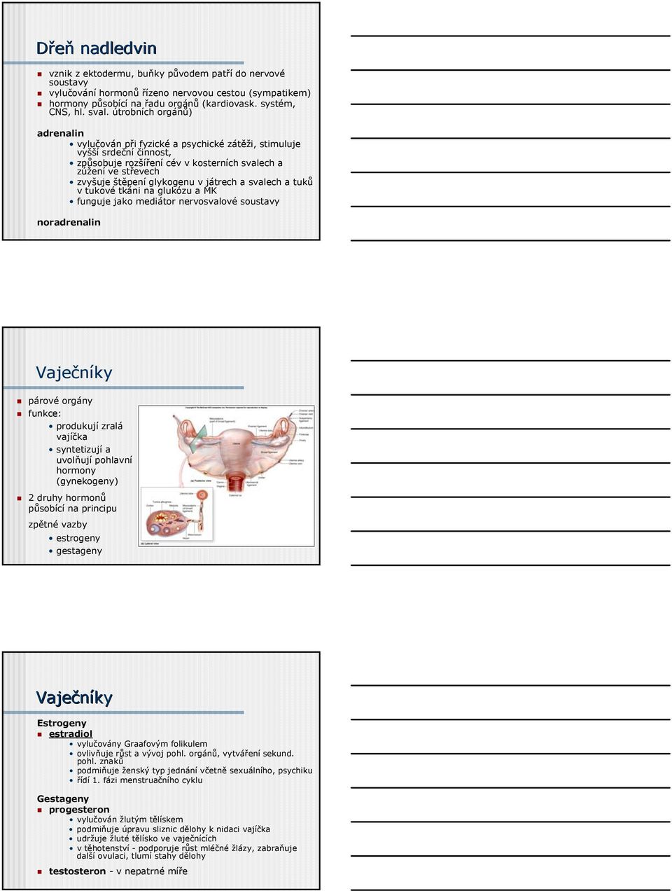 játrech a svalech a tuků v tukové tkáni na glukózu a MK funguje jako mediátor nervosvalové soustavy noradrenalin Vaječníky párové orgány funkce: produkují zralá vajíčka syntetizují a uvolňují