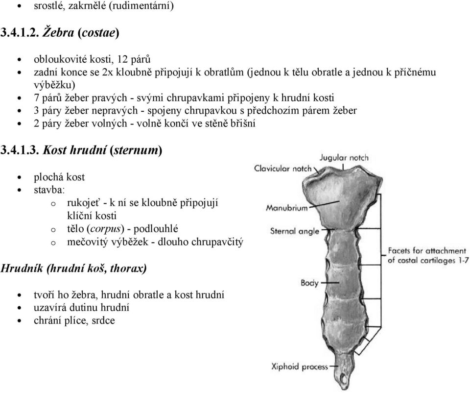 svými chrupavkami připojeny k hrudní kosti 3 páry žeber nepravých - spojeny chrupavkou s předchozím párem žeber 2 páry žeber voných - voně končí ve stěně