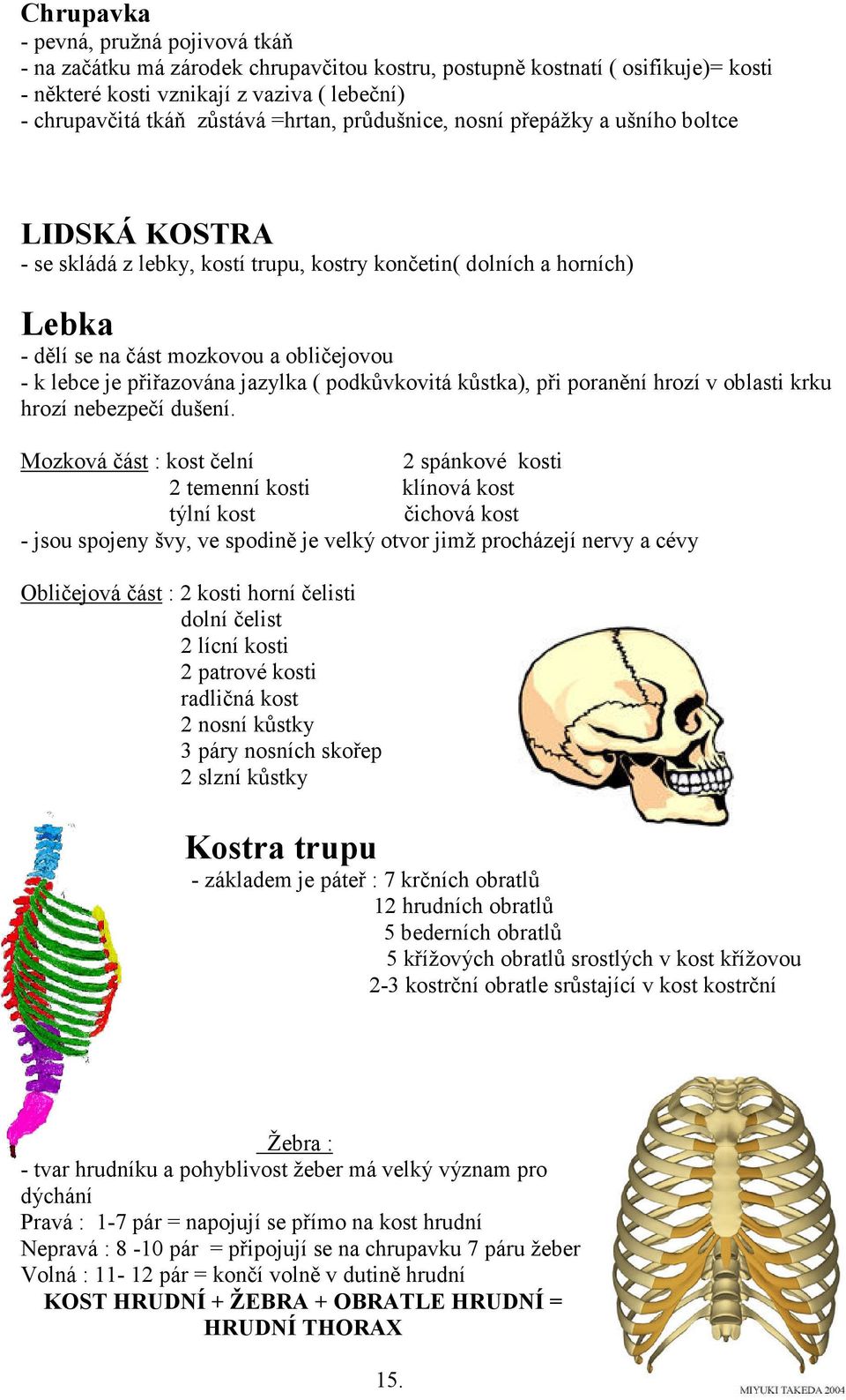 přiřazována jazylka ( podkůvkovitá kůstka), při poranění hrozí v oblasti krku hrozí nebezpečí dušení.