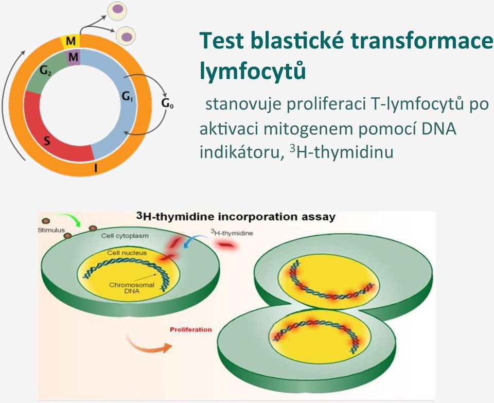 T- lymfocytů po ak7vaci