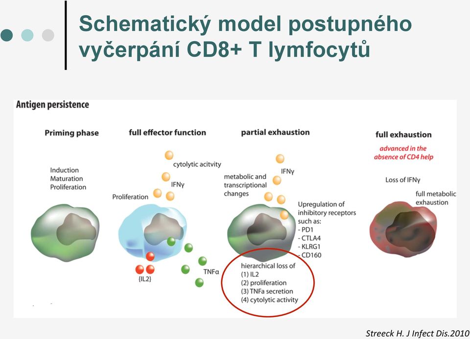 CD8+ T lymfocytů