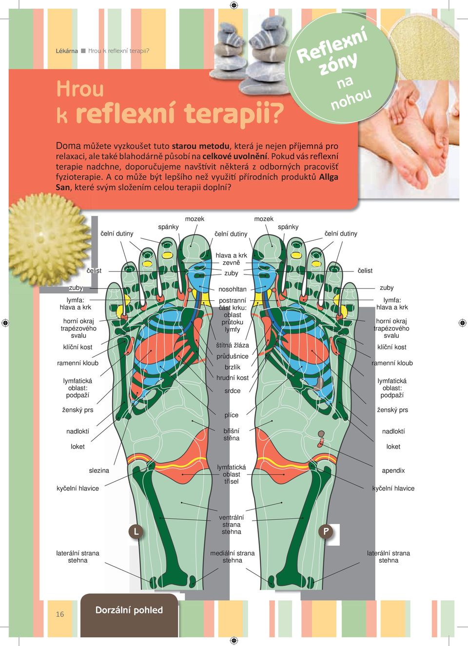 Pokud vás reflexní terapie nadchne, doporučujeme navštívit některá z odborných pracovišť fyzioterapie.