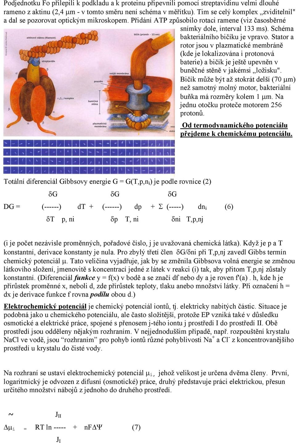 Stator a rotor jsou v plazmatické membráně (kde je lokalizována i protonová baterie) a bičík je ještě upevněn v buněčné stěně v jakémsi ložisku".