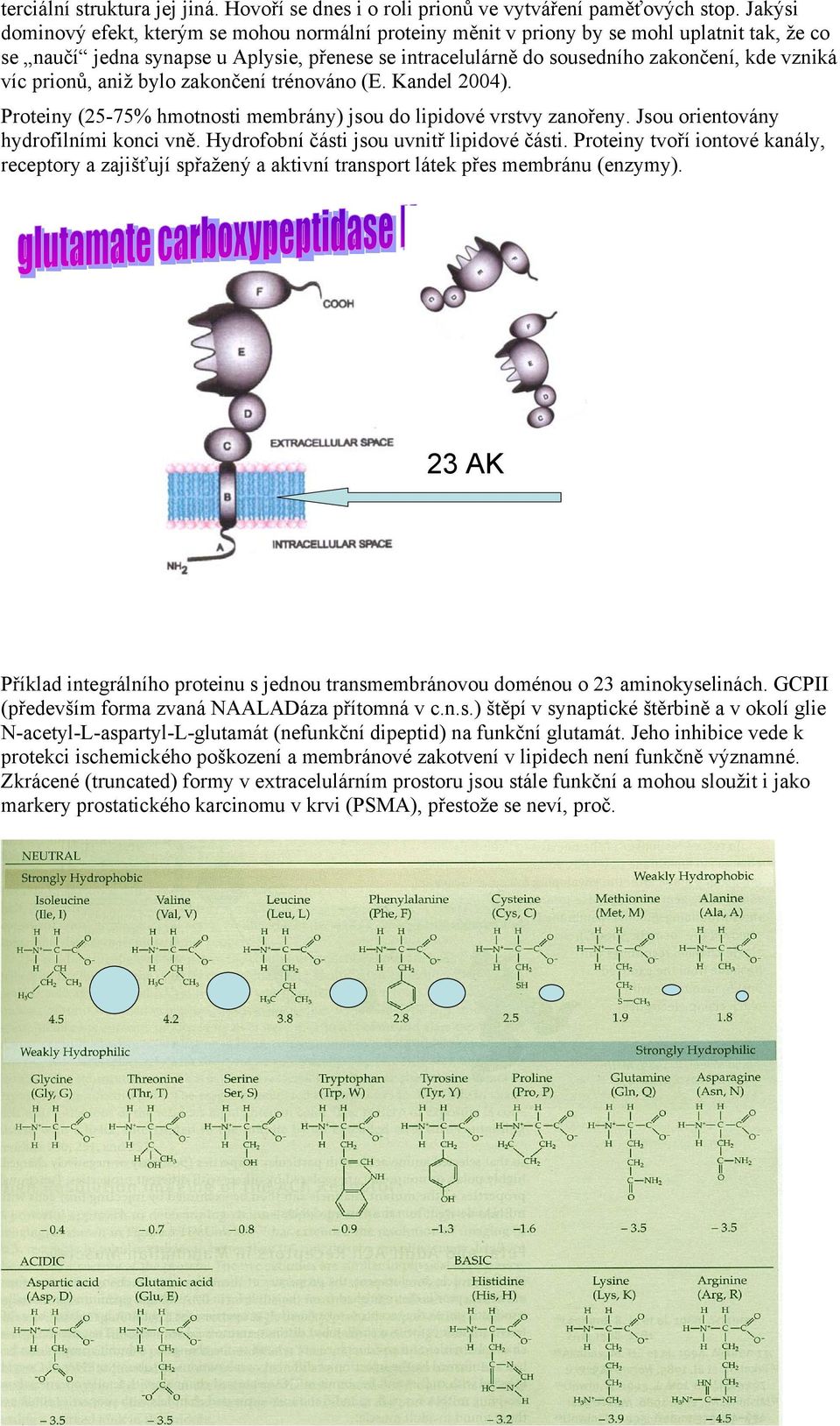 víc prionů, aniž bylo zakončení trénováno (E. Kandel 2004). Proteiny (25-75% hmotnosti membrány) jsou do lipidové vrstvy zanořeny. Jsou orientovány hydrofilními konci vně.