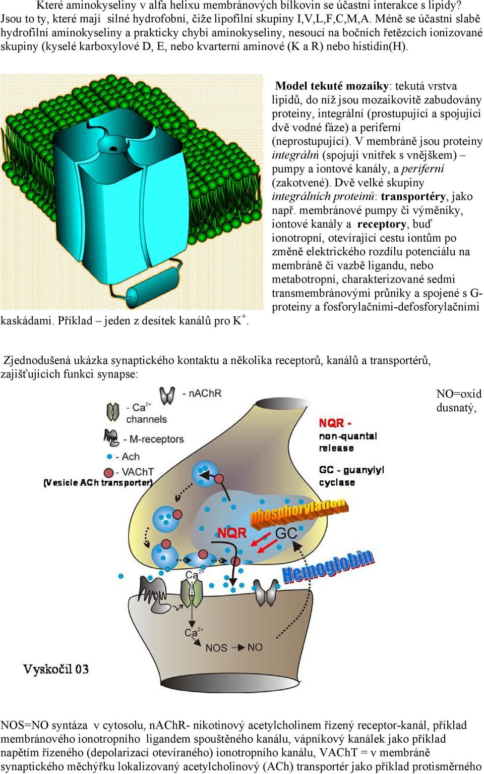 histidin(h). kaskádami. Příklad jeden z desítek kanálů pro K +.