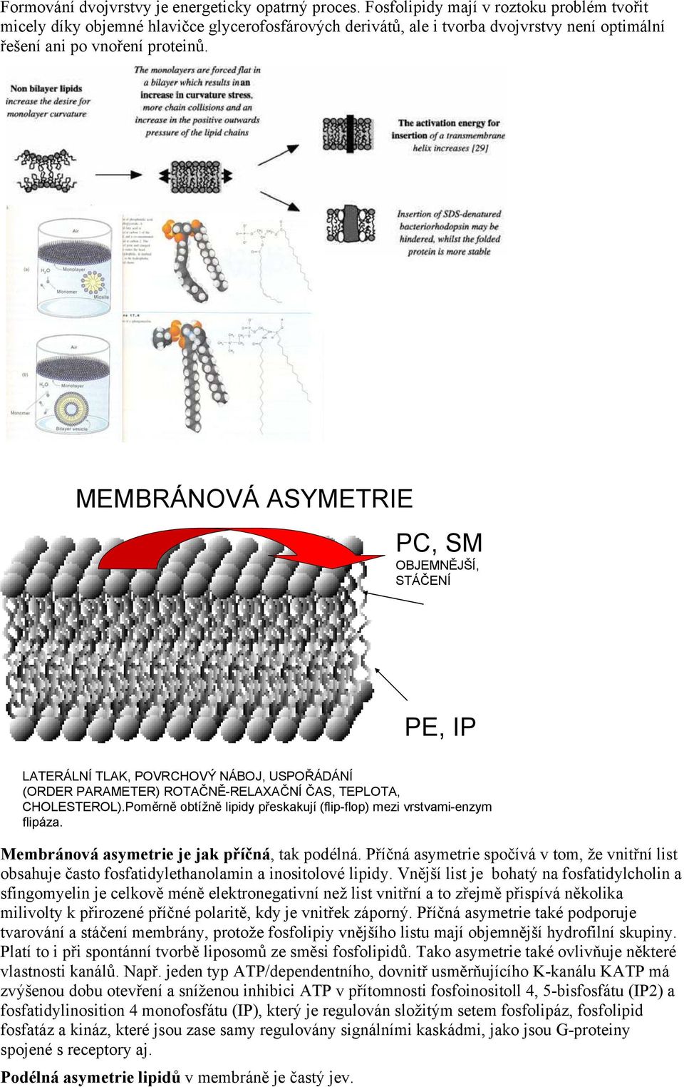 MEMBRÁNOVÁ ASYMETRIE PC, SM OBJEMNĚJŠÍ, STÁČENÍ PE, IP LATERÁLNÍ TLAK, POVRCHOVÝ NÁBOJ, USPOŘÁDÁNÍ (ORDER PARAMETER) ROTAČNĚ-RELAXAČNÍ ČAS, TEPLOTA, CHOLESTEROL).