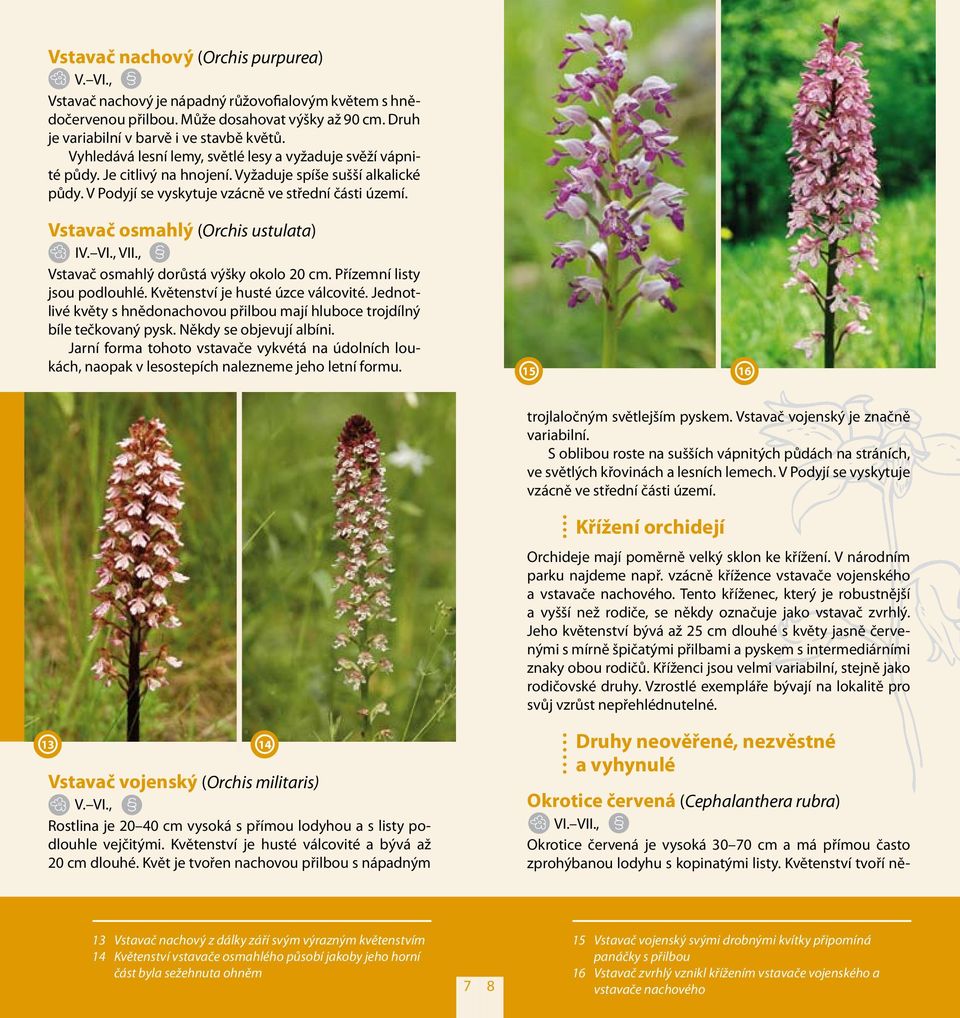 Vstavač osmahlý (Orchis ustulata) I VII., Vstavač osmahlý dorůstá výšky okolo 20 cm. Přízemní listy jsou podlouhlé. Květenství je husté úzce válcovité.