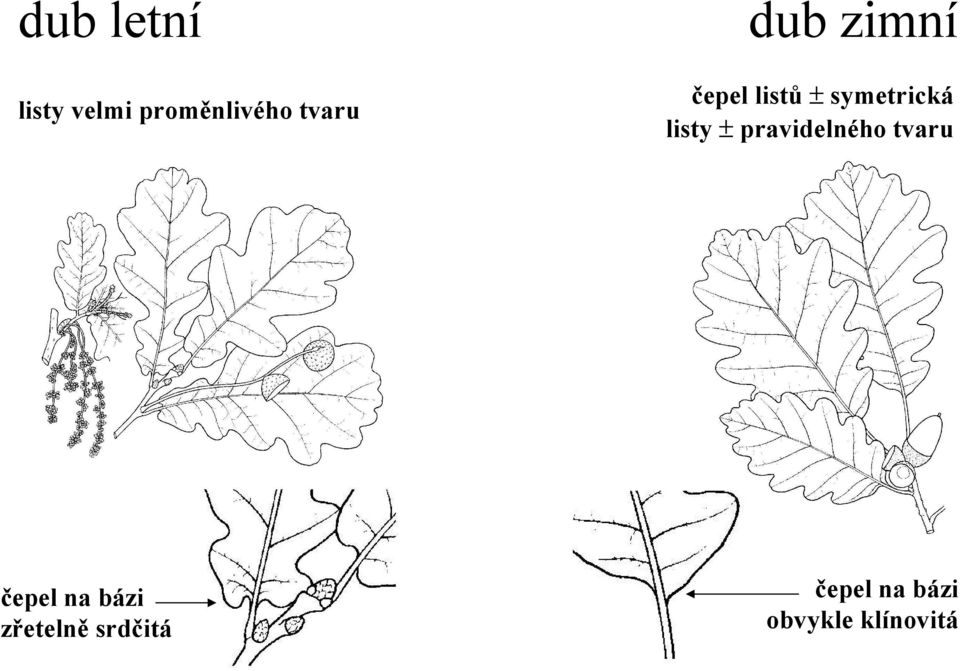 čepel listů ± symetrická listy ±