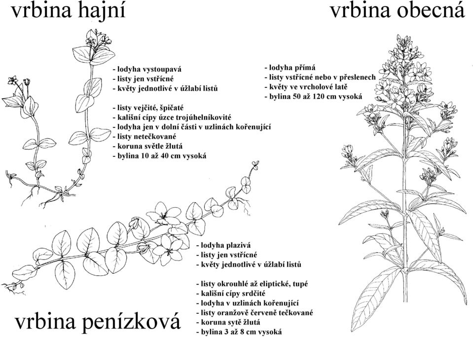 listy netečkované - koruna světle žlutá - bylina 10 až 40 cm vysoká - lodyha plazivá - listy jen vstřícné - květy jednotlivé v úžlabí listů vrbina penízková -