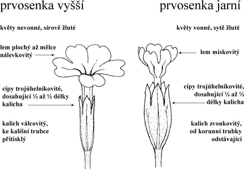 trubce přitisklý prvosenka jarní květy vonné, sytě žluté lem miskovitý cípy