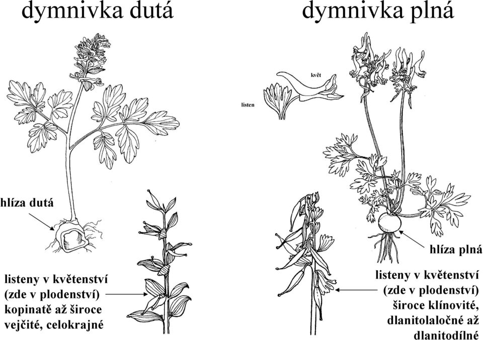 široce vejčité, celokrajné listeny v květenství (zde v